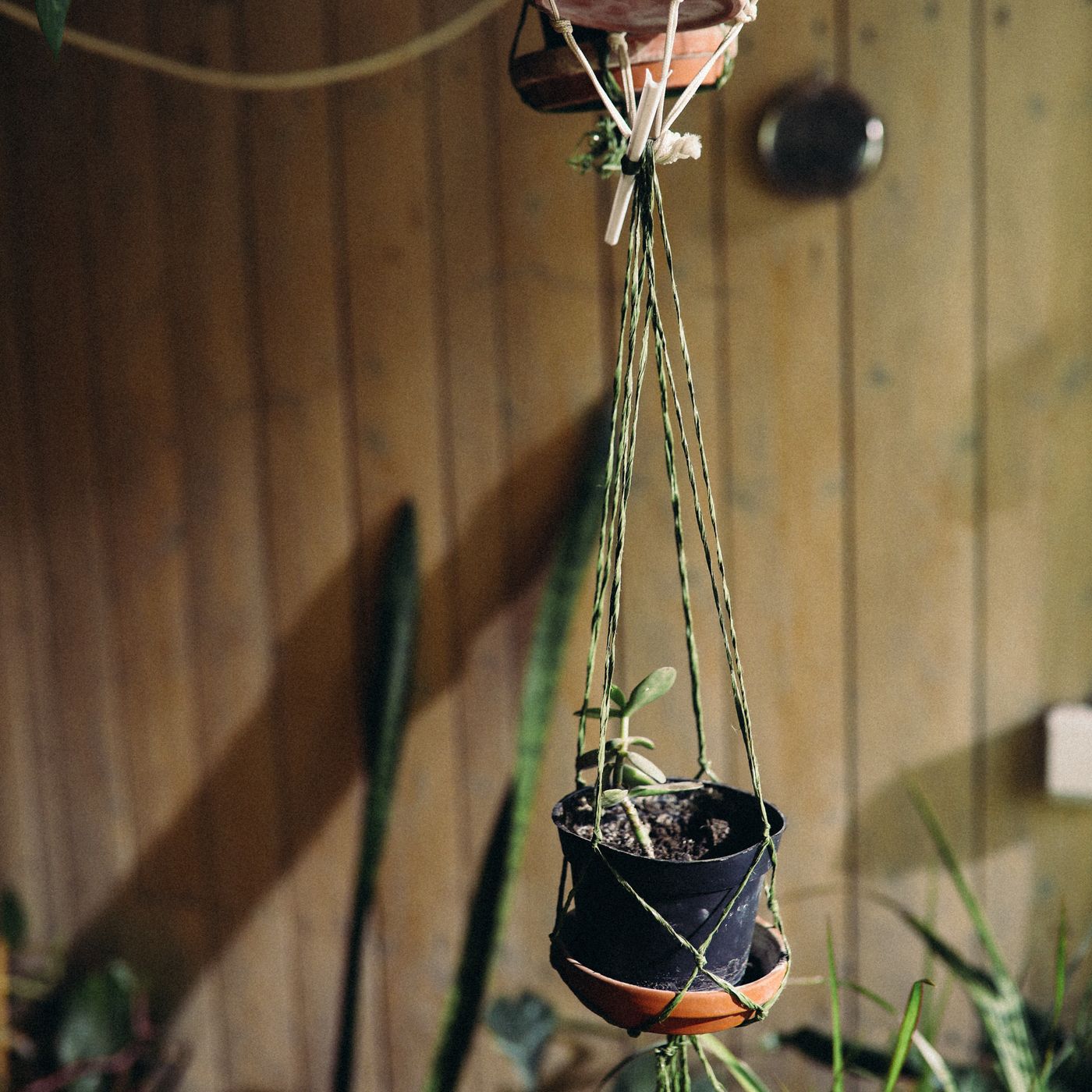 Sea Holly Cactus Pot