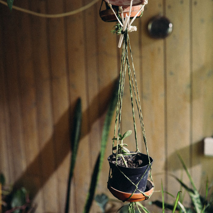 Sea Holly Cactus Pot